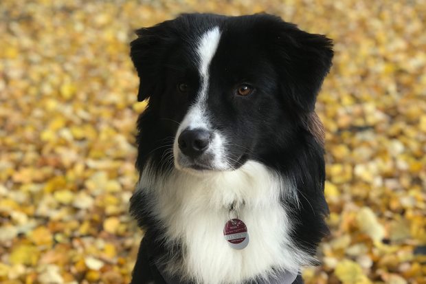 PTBS-Assistenzhund-1