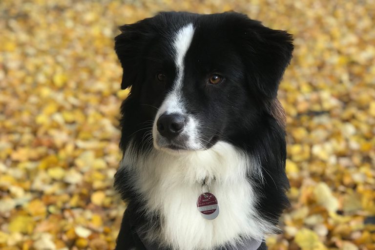 PTBS-Assistenzhund-1