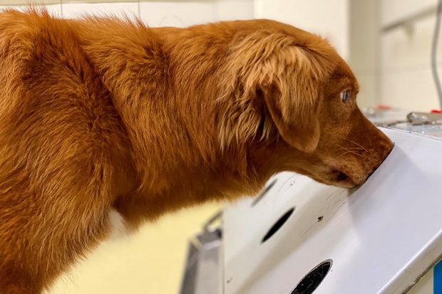 SARS-CoV2-Spuerhunde