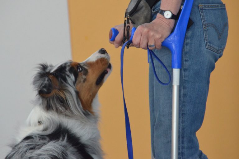 Therapiehunde-Ausbildung-1