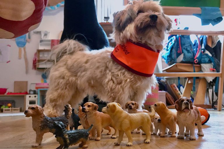 praevention-im-umgang-mit-hunden